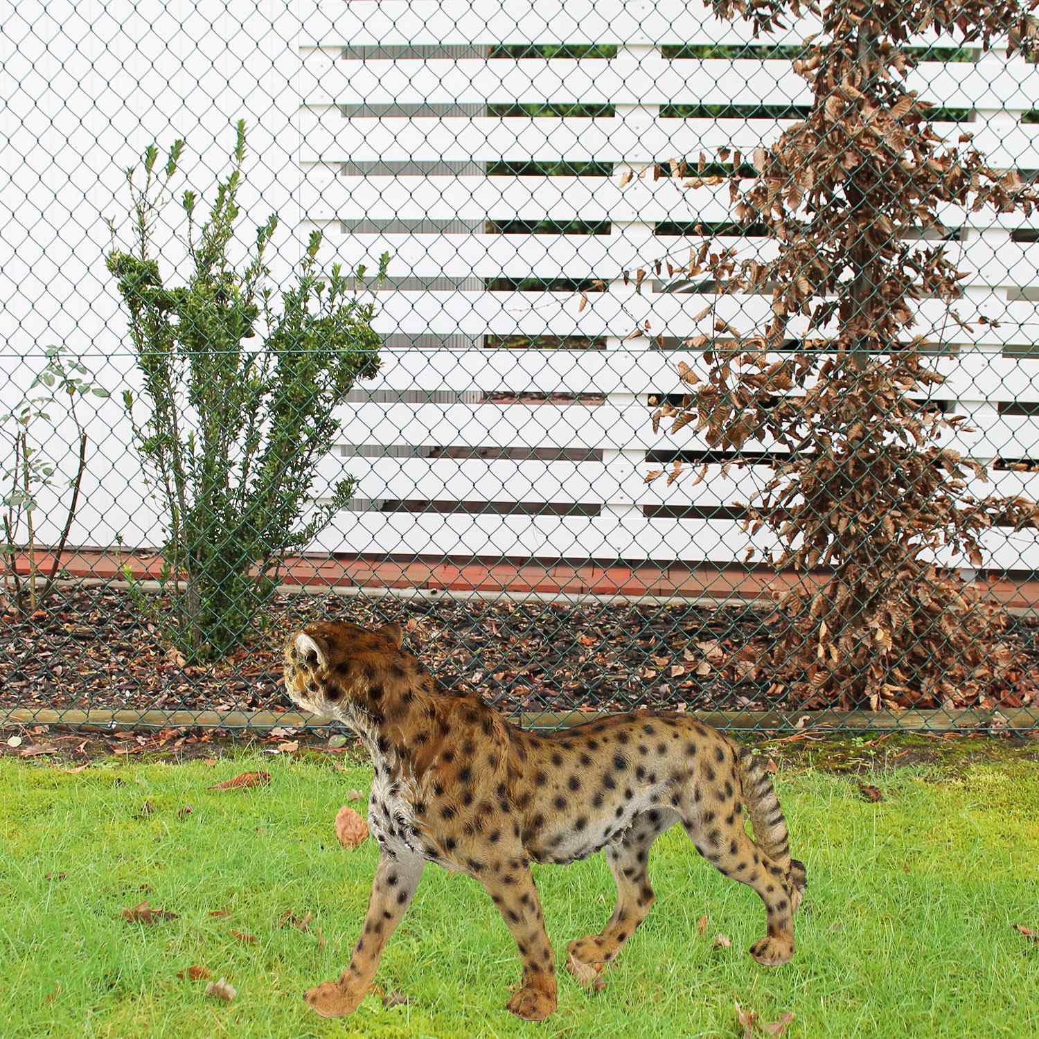 Gepard Figur stehend | Lebensechte Tierfigur Gartenfigur Tiere | 68 cm | Deko Gepard