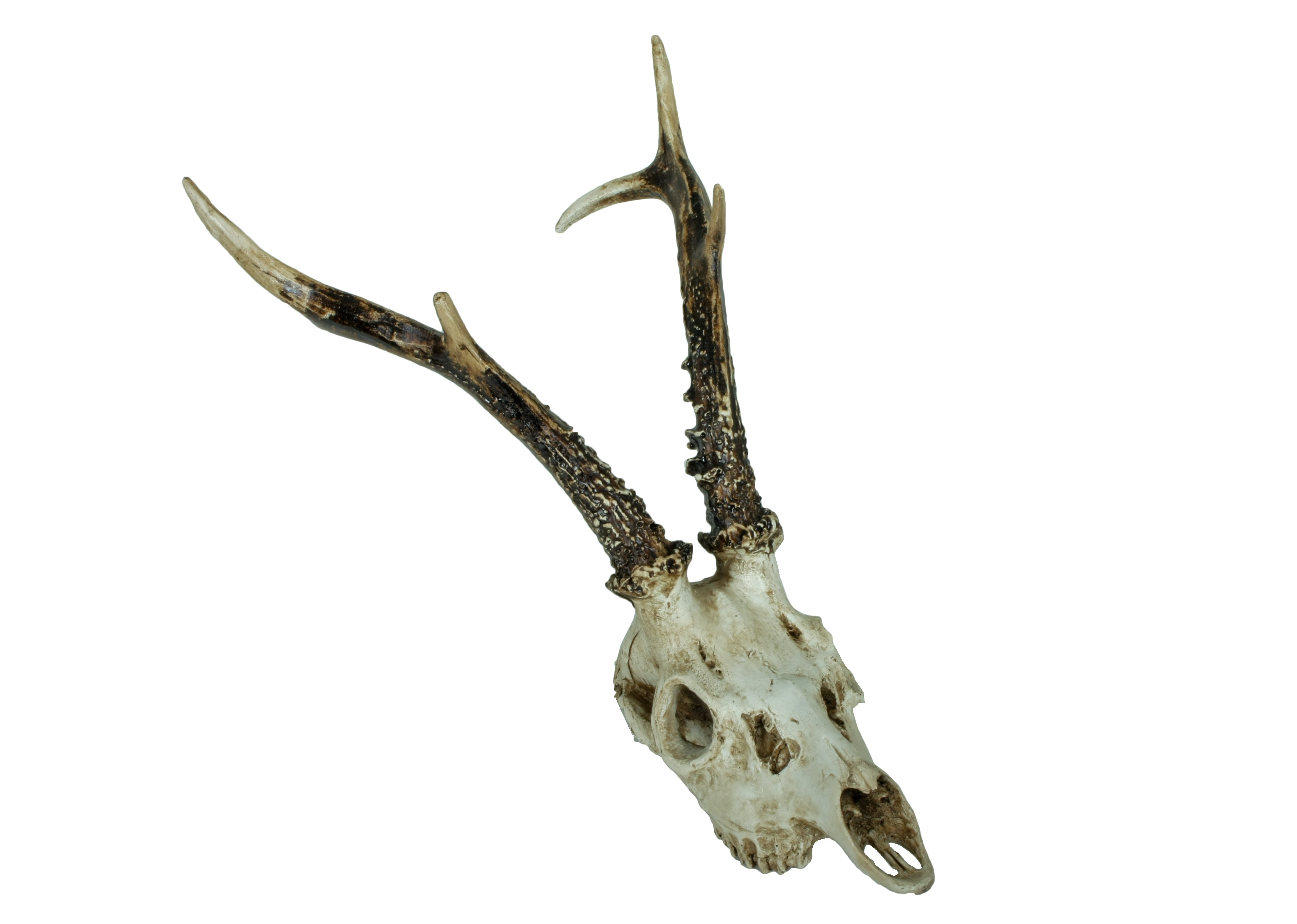 2er Set Geweih Reh Wandtrophäe Rehbock-Geweih Wandschmuck natur Deco Pleasure