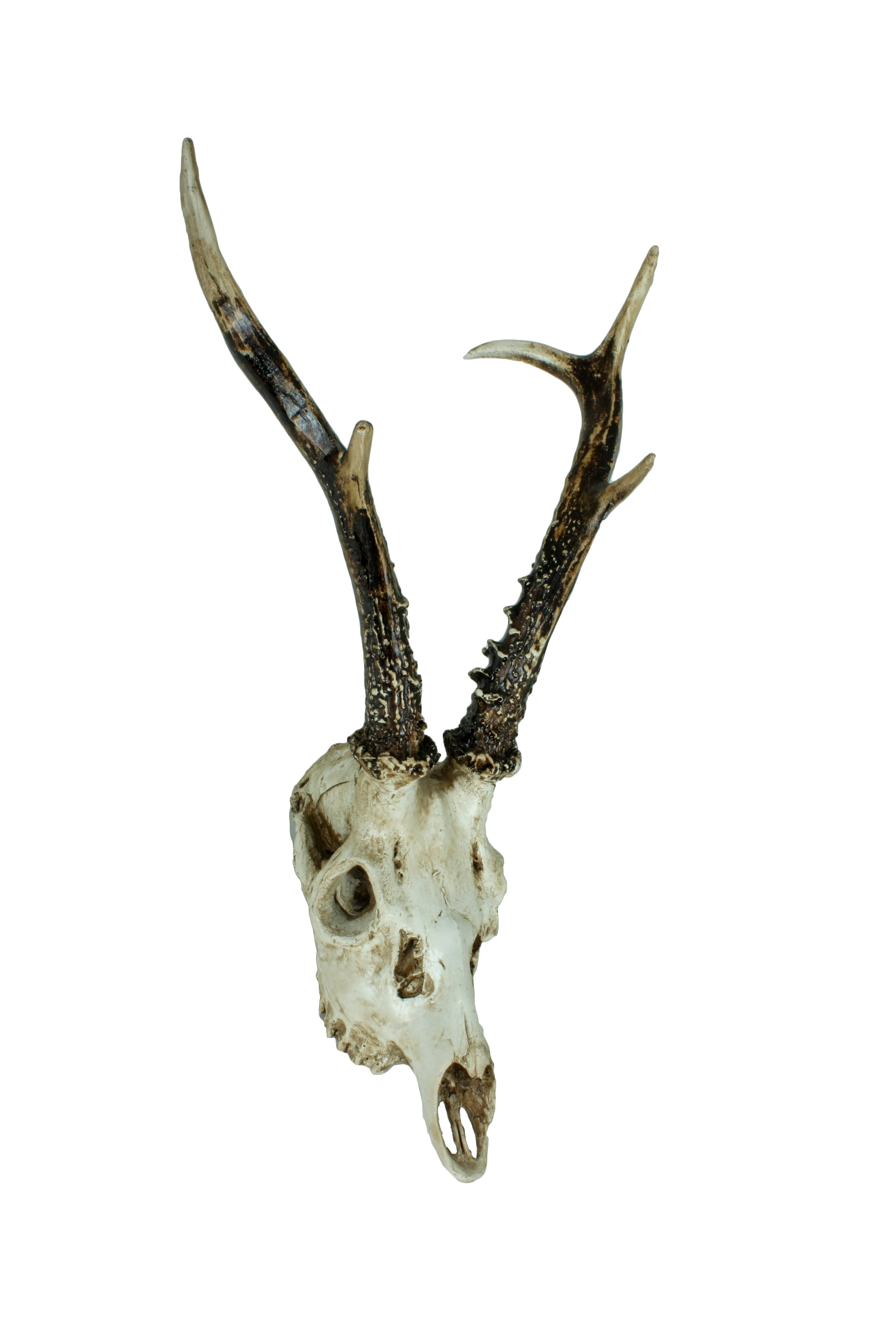 2er Set Geweih Reh Wandtrophäe Rehbock-Geweih Wandschmuck natur Deco Pleasure