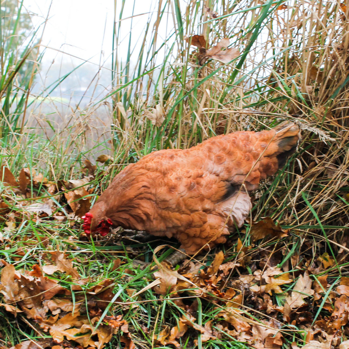 Gartendeko Huhn Figur Braun 35cm Pickend Deko Hühner Deko Hennen