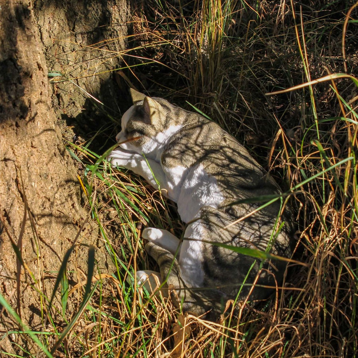 Dekofigur Hauskatze "Murli" Stubentiger Katze Tierdeko Dekoration