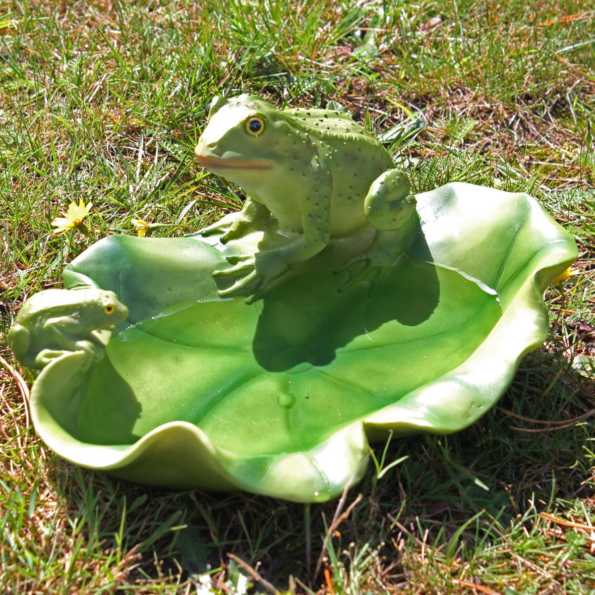 Vogeltränke Frosch Tränke Futterstelle Wildtiere Vogelbad