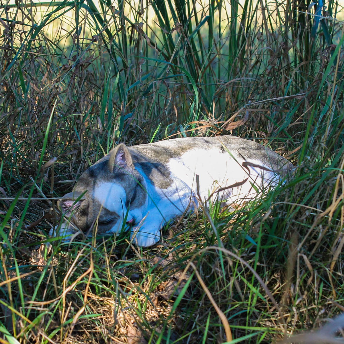 Dekofigur Hauskatze "Murli" Stubentiger Katze Tierdeko Dekoration