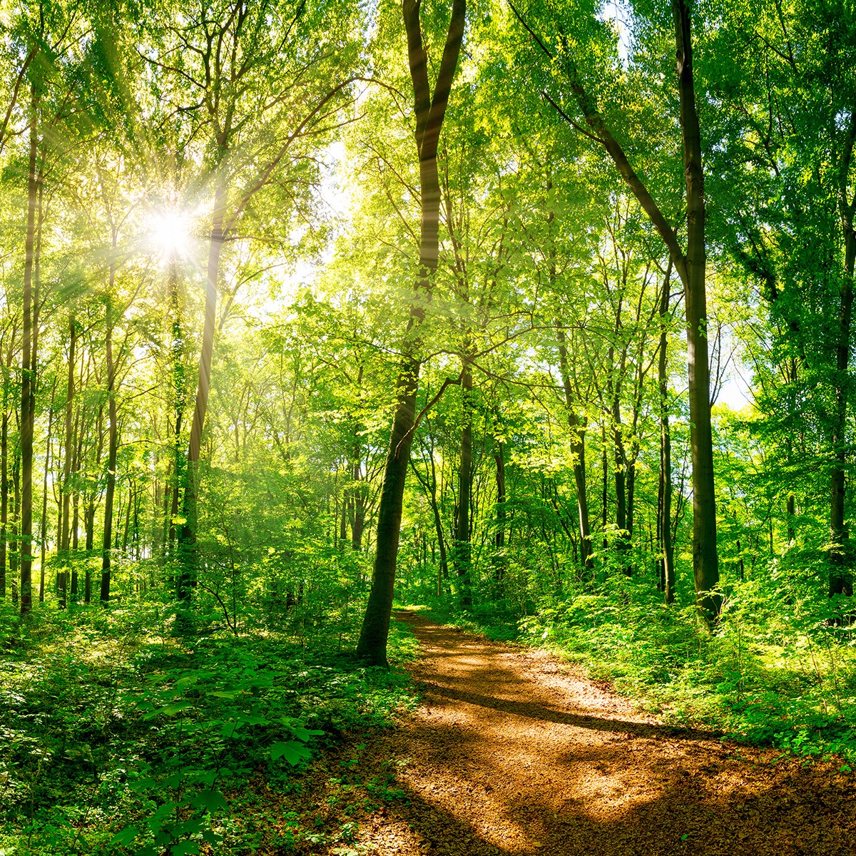 Seitenmarkise ausziehbar mit Dekor Wald 300x160 cm Sichtschutz zum Ausziehen