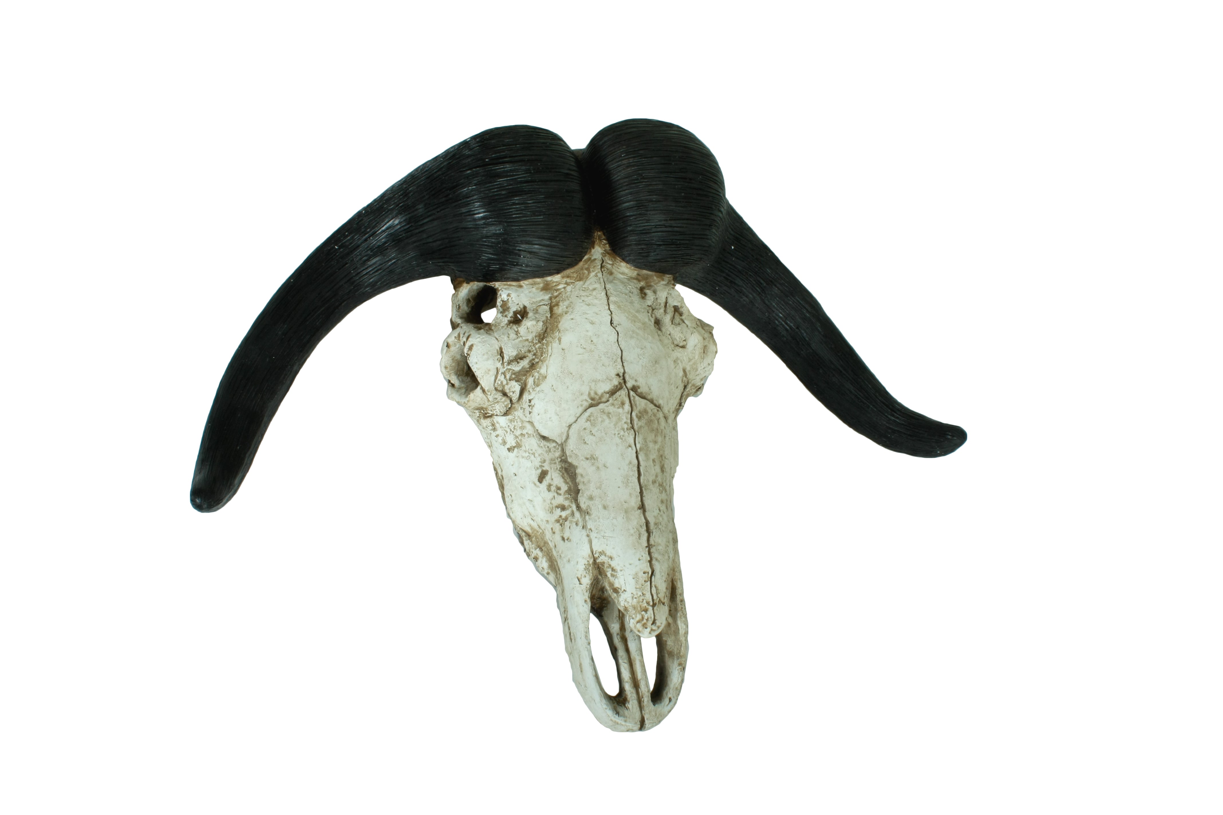 Geweih Büffel Büffelgeweih Wandtrophäe Wandschmuck natur Deco Pleasure