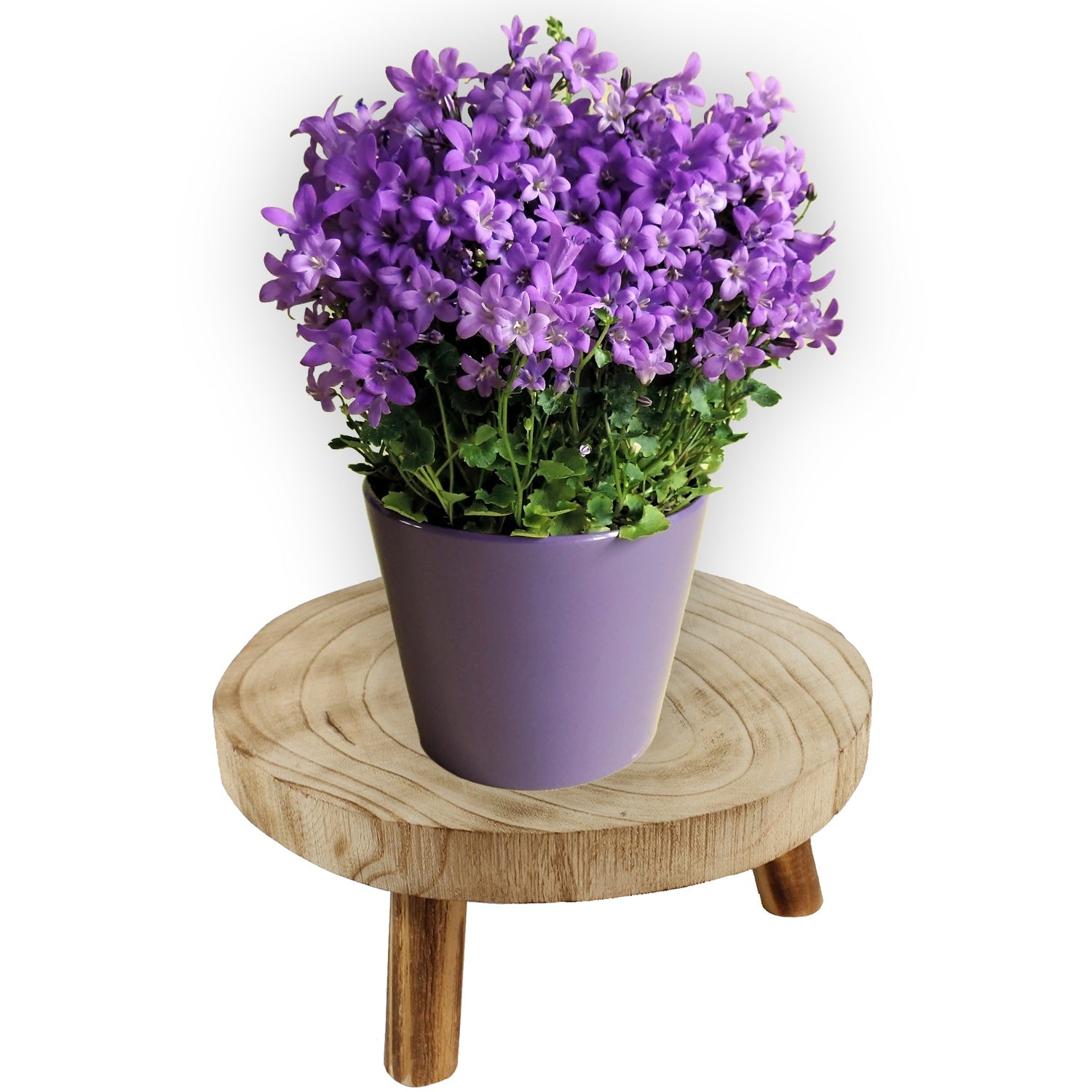 Blumenhocker Holz Pflanzenhocker Natürliche Baumscheibe als Pflanzenständer, Ø 25 cm