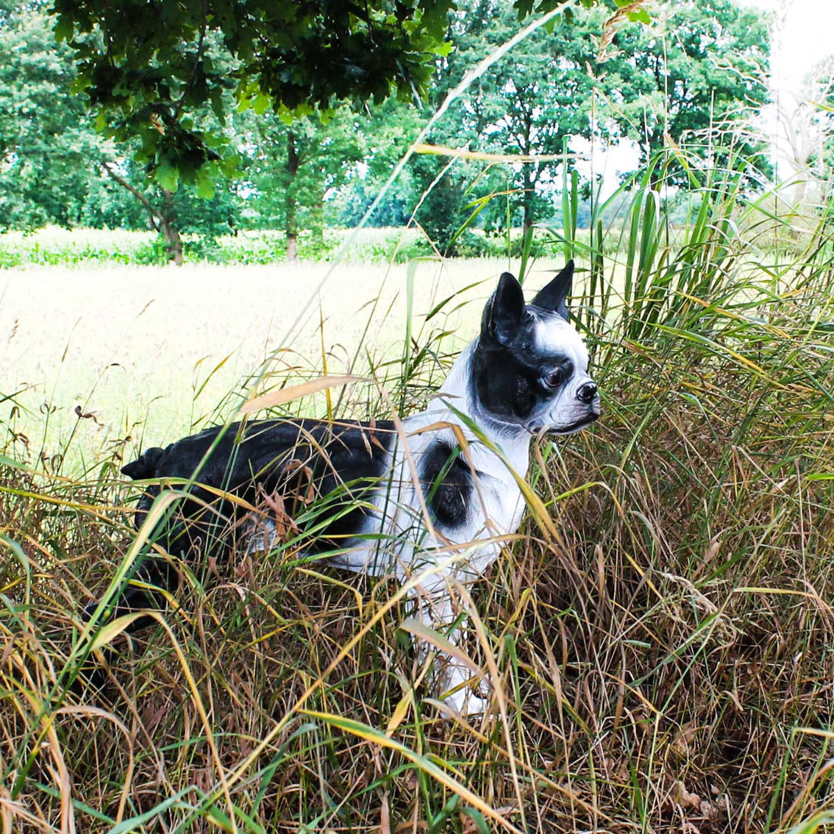 Hunde Figur Französische Bulldogge Figur Gartenfigur Hund Deko Hund 55cm handbemalt
